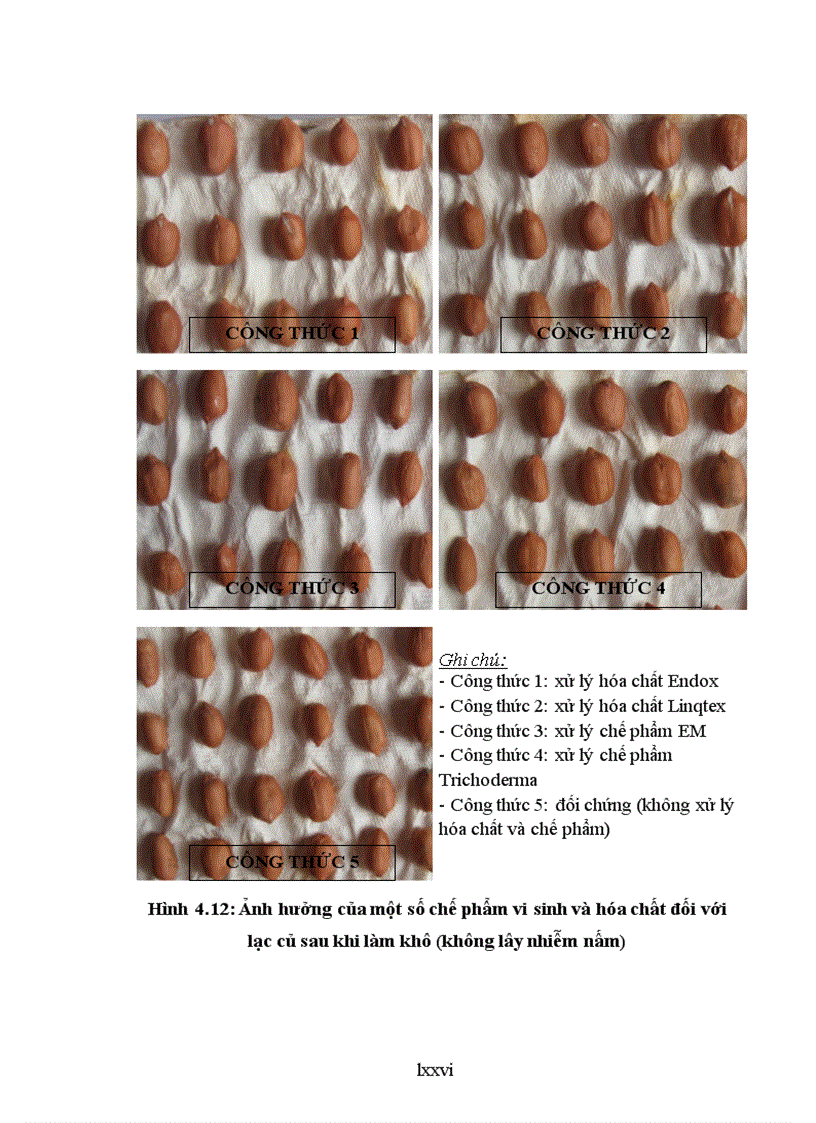 image for page Nghiên cứu sử dụng một số chế phẩm vi sinh và hóa chất để phòng chống bệnh hại chính do nấm gây ra trên nguyên liệu lạc trong kho bảo quản tại tỉnh Bắc Giang