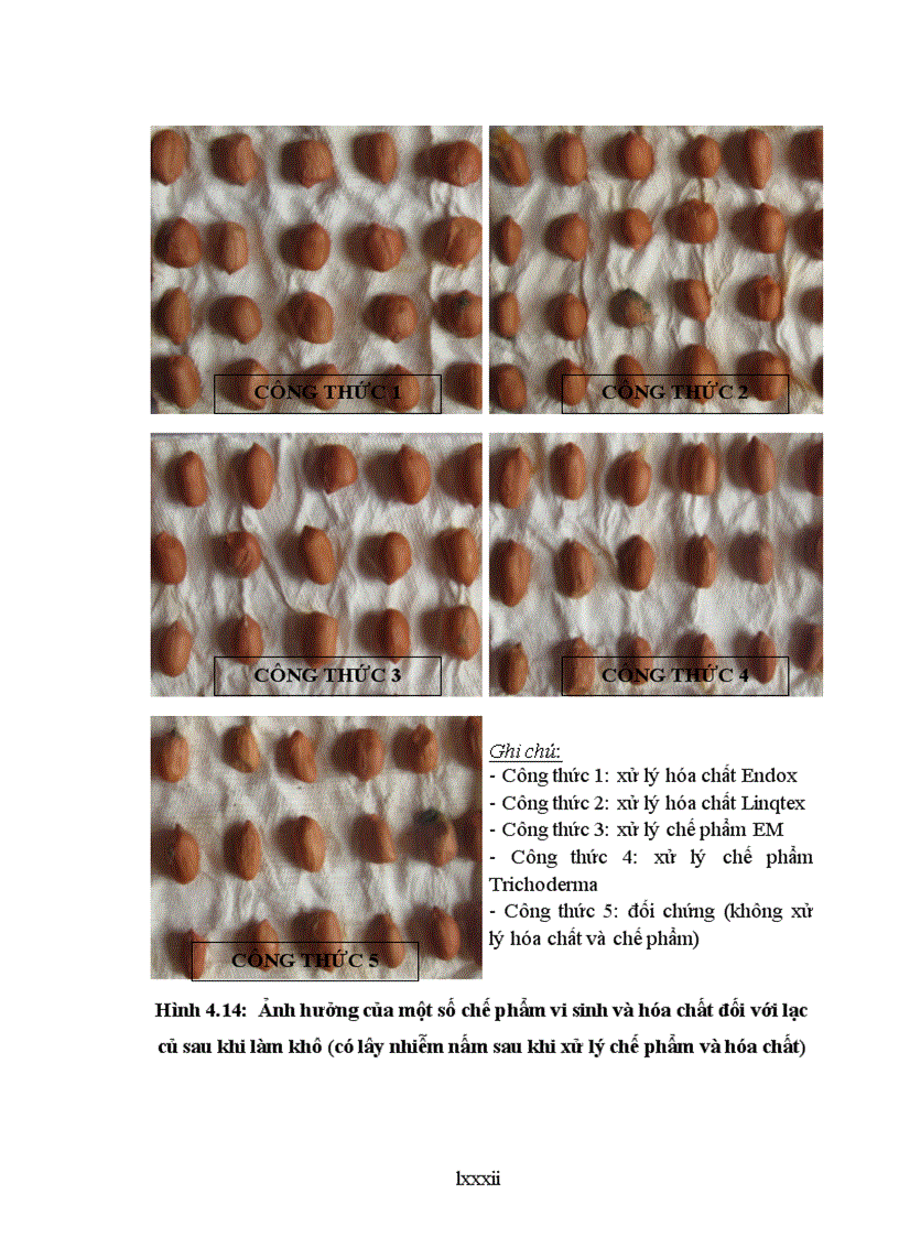 image for page Nghiên cứu sử dụng một số chế phẩm vi sinh và hóa chất để phòng chống bệnh hại chính do nấm gây ra trên nguyên liệu lạc trong kho bảo quản tại tỉnh Bắc Giang