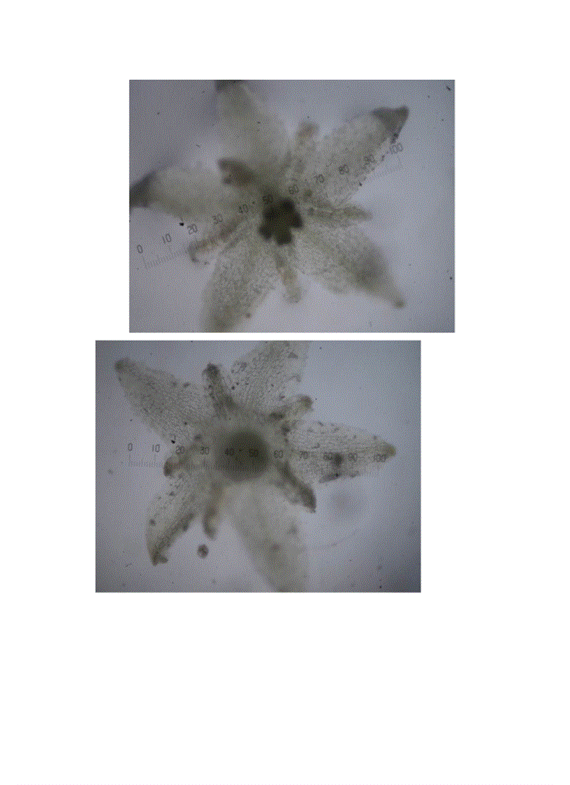 image for page Bước đầu nghiên cứu đặc điểm thực vật học của một số mẫu giống Giảo Cổ Lam Gynostemma pentaphyllum thu thập tại SaPa Lào Cai