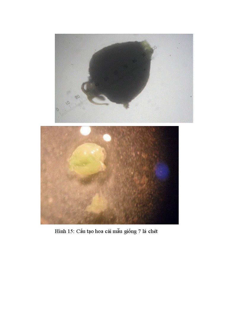 image for page Bước đầu nghiên cứu đặc điểm thực vật học của một số mẫu giống Giảo Cổ Lam Gynostemma pentaphyllum thu thập tại SaPa Lào Cai