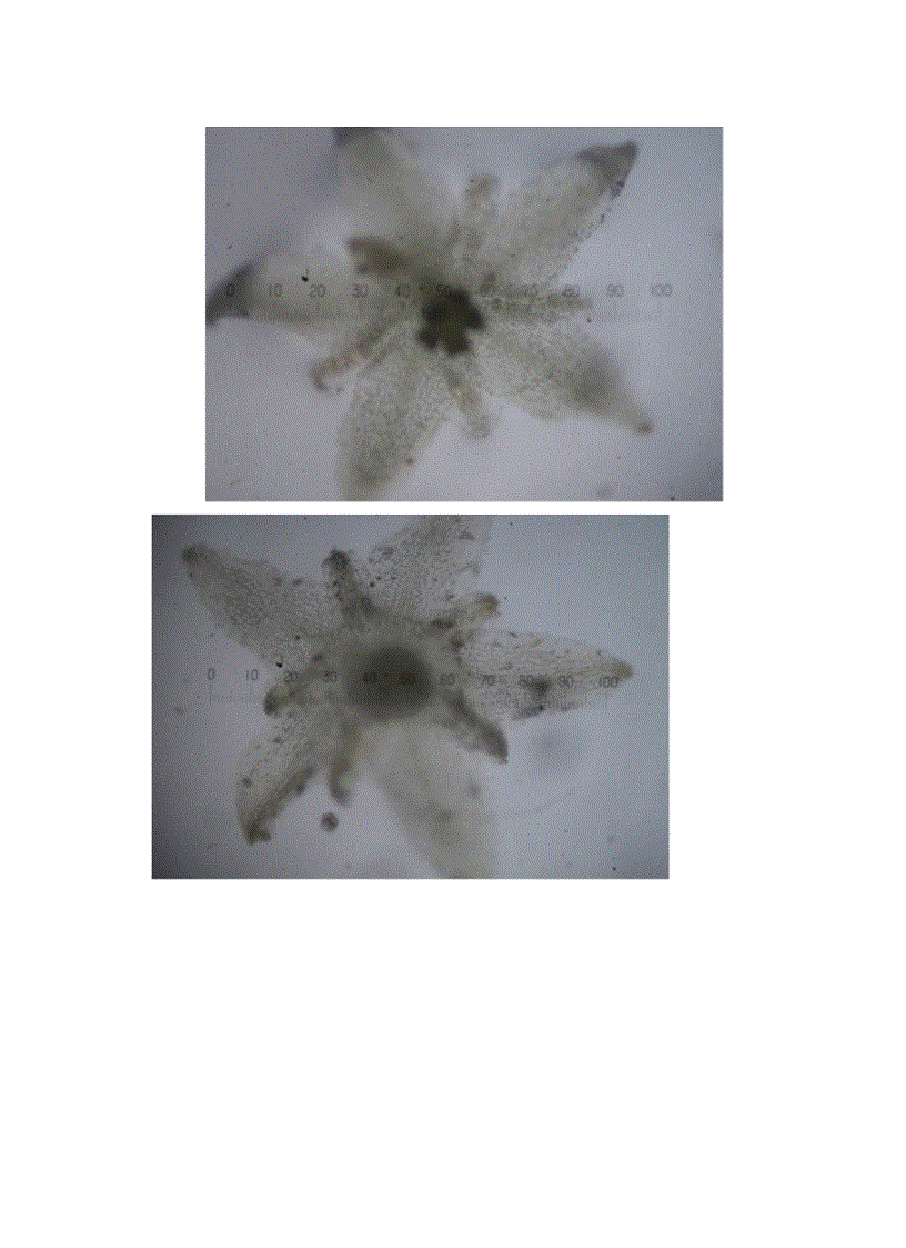 image for page Bước đầu nghiên cứu đặc điểm thực vật học của một số mẫu giống Giảo Cổ Lam Gynostemma pentaphyllum thu thập tại SaPa Lào Cai