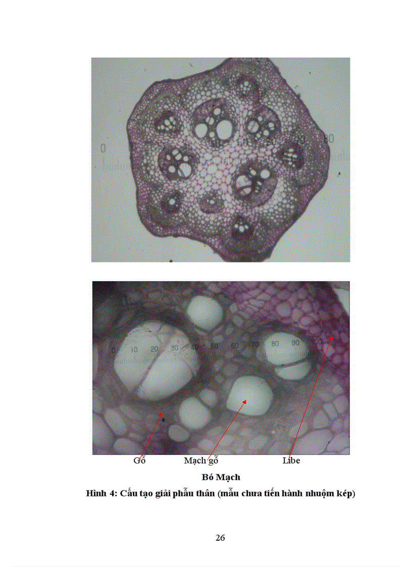 image for page Bước đầu nghiên cứu đặc điểm thực vật học của một số mẫu giống Giảo Cổ Lam Gynostemma pentaphyllum thu thập tại SaPa Lào Cai