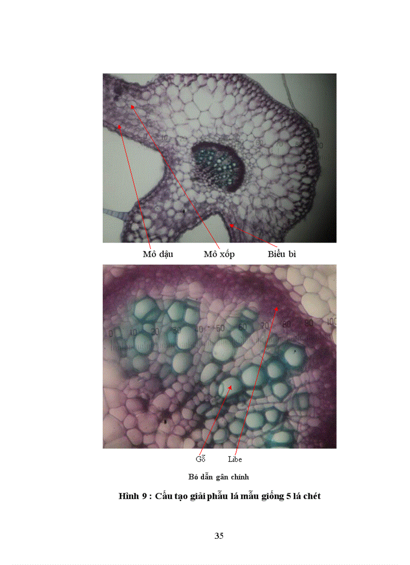 image for page Bước đầu nghiên cứu đặc điểm thực vật học của một số mẫu giống Giảo Cổ Lam Gynostemma pentaphyllum thu thập tại SaPa Lào Cai