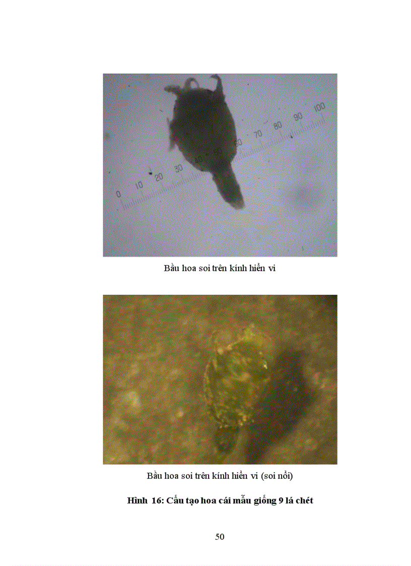 image for page Bước đầu nghiên cứu đặc điểm thực vật học của một số mẫu giống Giảo Cổ Lam Gynostemma pentaphyllum thu thập tại SaPa Lào Cai