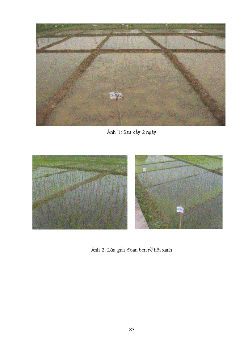 image for page Nghiên cứu sử dụng phân bón hữu cơ vi sinh và thuốc bảo vệ thực vật sinh học cho sản xuất lúa hữu cơ tại Hà Nội 4