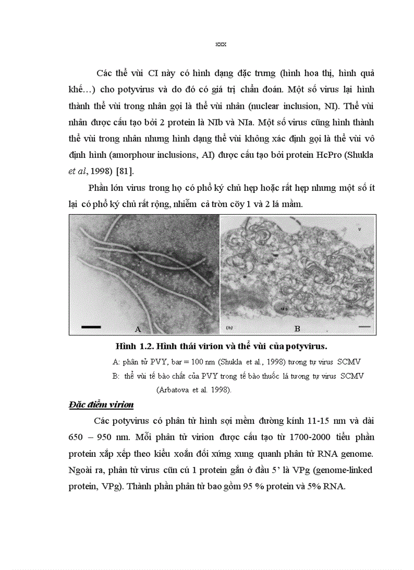 image for page Nghiên cứu bệnh virus khảm lùn ngô sugarcane mosaic virus scmv tại vùng chương mỹ đan phượng hà nội và sản xuất kháng huyết thanh chẩn đoán bệnH