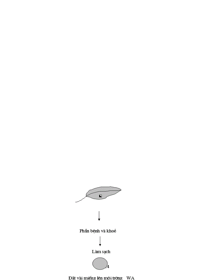 image for page Bệnh học thực vật và kỹ thuật phân lập nấm bệnh và nấm đối kháng