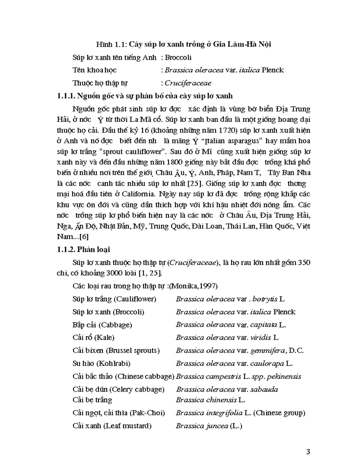image for page Nghiên cứu quy trình sơ chế và bảo quản súp lơ xanh dạng cắt fresh-cut