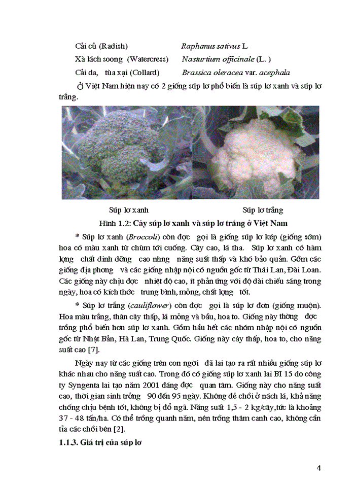 image for page Nghiên cứu quy trình sơ chế và bảo quản súp lơ xanh dạng cắt fresh-cut