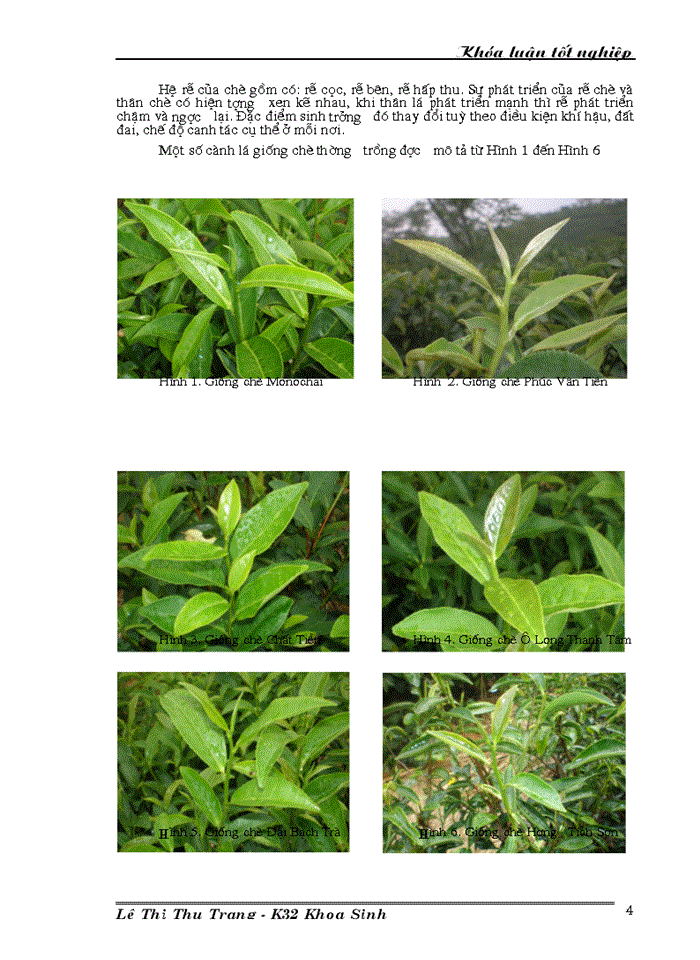 image for page Nghiên cứu đa dạng di truyền các giống dòng chè thu thập ở Việt Nam