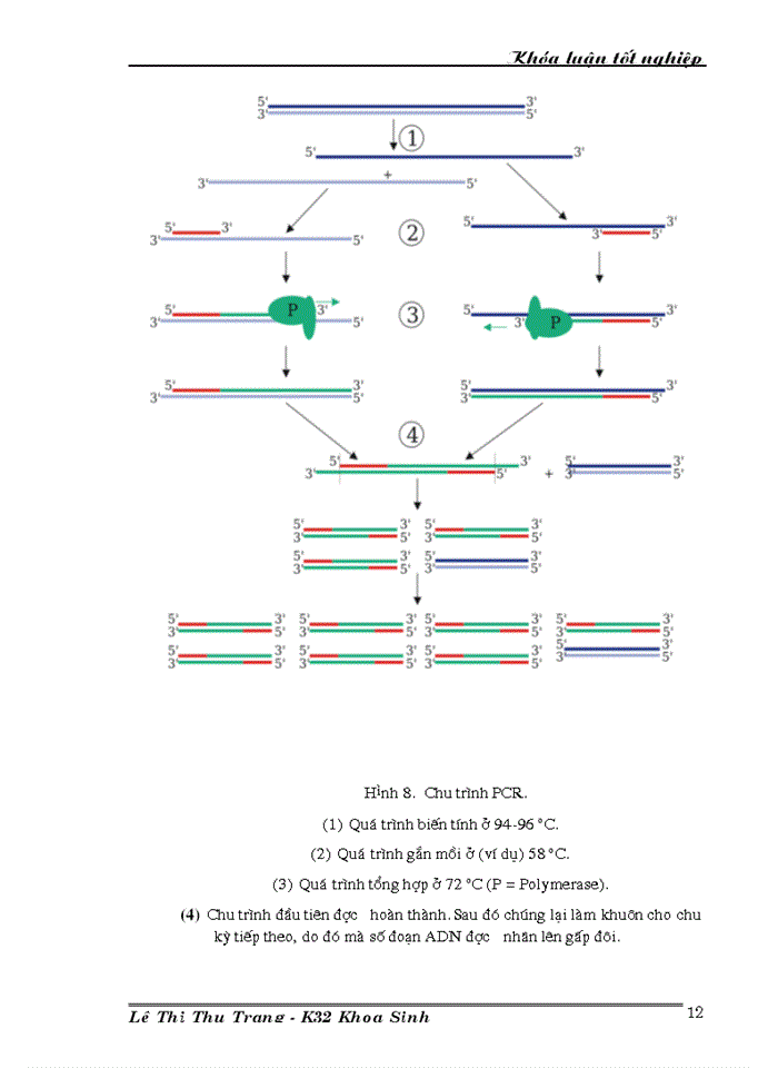 image for page Nghiên cứu đa dạng di truyền các giống dòng chè thu thập ở Việt Nam