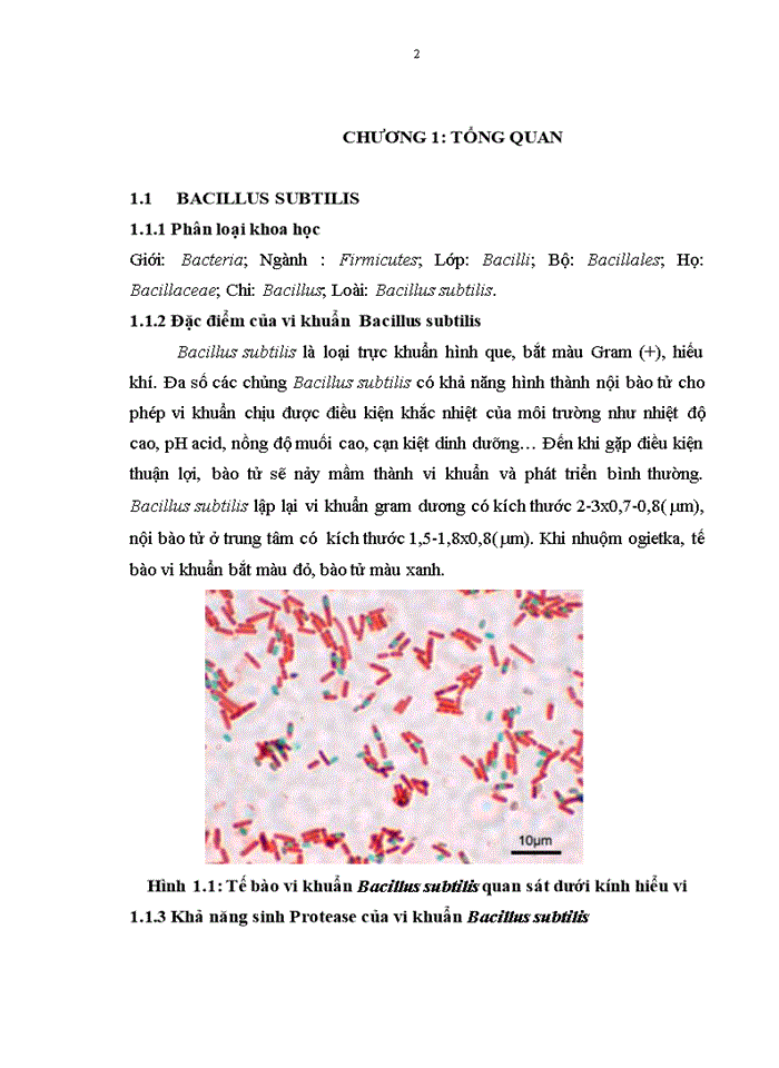 image for page Khảo sát ảnh hưởng của điều kiện nuôi cấy lên khả năng tạo enzym protease của vi khuẩn Bacillus subtilis natto