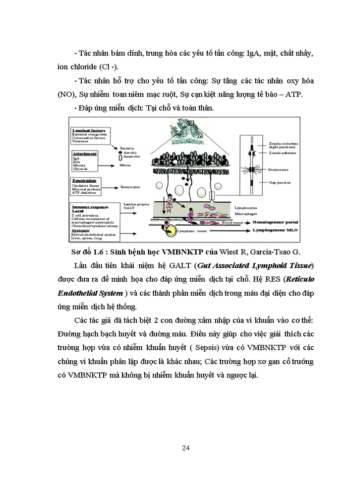 image for page VIÊM MÀNG BỤNG NHIỄM KHUẨN TỰ PHÁT Ở BỆNH NHÂN XƠ GAN