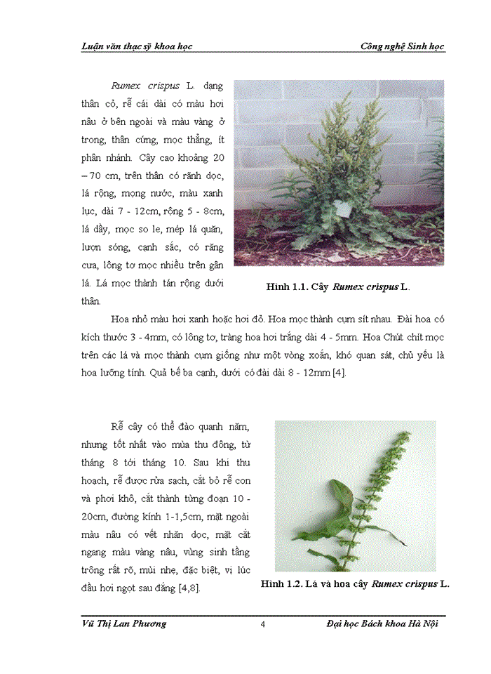 image for page Nghiên cứu phương pháp chiết tách một số hoạt chất từ cây chút chít  (rumex crispus l.) và thử nghiệm sản phẩm tách chiết theo hướng  bảo vệ thực vật