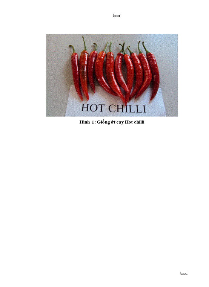 image for page Nghiên cứu đặc điểm nông sinh học của một số giống ớt cay (Capsium annuum L.) phục vụ xuất khẩu cho vùng duyên hải nam trung bộ