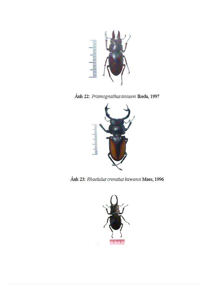 image for page Dẫn liệu về đa dạng sinh học của mối (Insecta: Isoptera) tại Vườn Quốc gia Xuân Sơn, tỉnh Phú Thọ