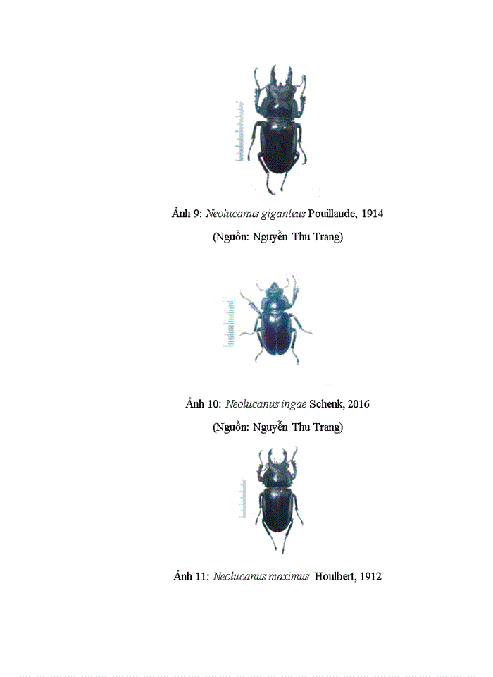 image for page Dẫn liệu về đa dạng sinh học của LUCANIDAE (INSECTA: COLEOPTERA) tại huyện VĂN CHẤN, tỉnh YÊN BÁI