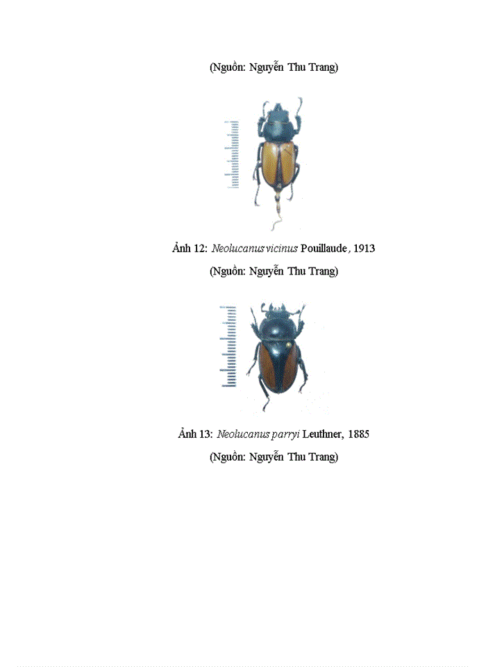 image for page Dẫn liệu về đa dạng sinh học của LUCANIDAE (INSECTA: COLEOPTERA) tại huyện VĂN CHẤN, tỉnh YÊN BÁI
