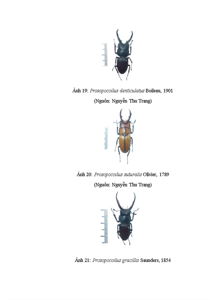 image for page Dẫn liệu về đa dạng sinh học của LUCANIDAE (INSECTA: COLEOPTERA) tại huyện VĂN CHẤN, tỉnh YÊN BÁI