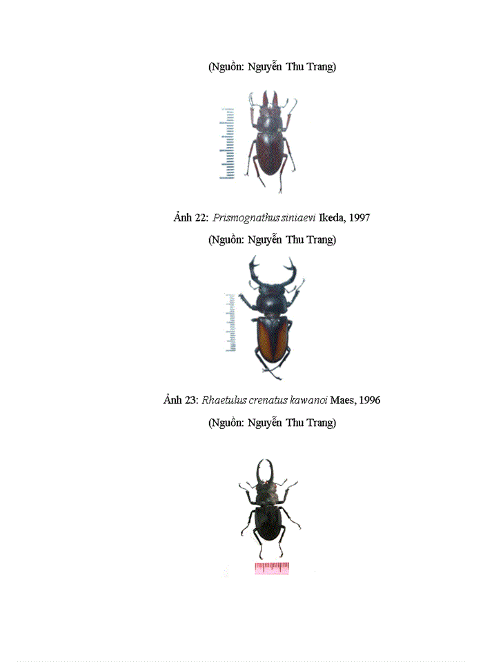 image for page Dẫn liệu về đa dạng sinh học của LUCANIDAE (INSECTA: COLEOPTERA) tại huyện VĂN CHẤN, tỉnh YÊN BÁI