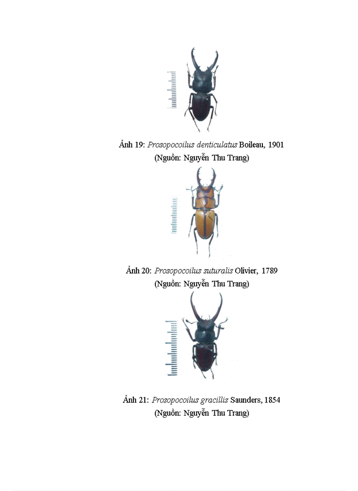 image for page Dẫn liệu về đa dạng sinh học của LUCANIDAE (INSECTA: COLEOPTERA) tại huyện VĂN CHẤN, tỉnh YÊN BÁI