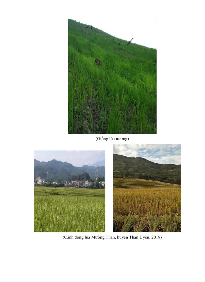 image for page Tác động của biến đổi khí hậu đến cây trồng chính tại huyện than uyên, tỉnh lai châu
