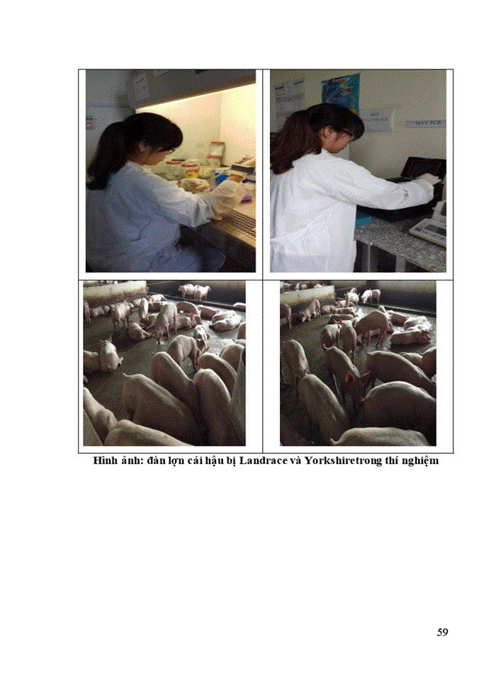 image for page Ảnh hưởng của đa hình gen RNF4 và RBP4 đến sinh trưởng và năng suất thịt của lợn cái hậu bị Landrace và Yorshire