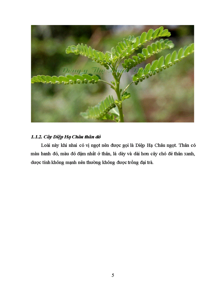 image for page Nghiên cứu quy trình sản xuất cao đặc Diệp Hạ Châu đắng